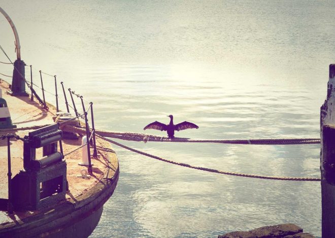 Bocor Alus! Duo HP Baru Motorola Moto G67 & G77 Siap Sikat Game Mobile Budget, Cek Speknya! – IndoGamers