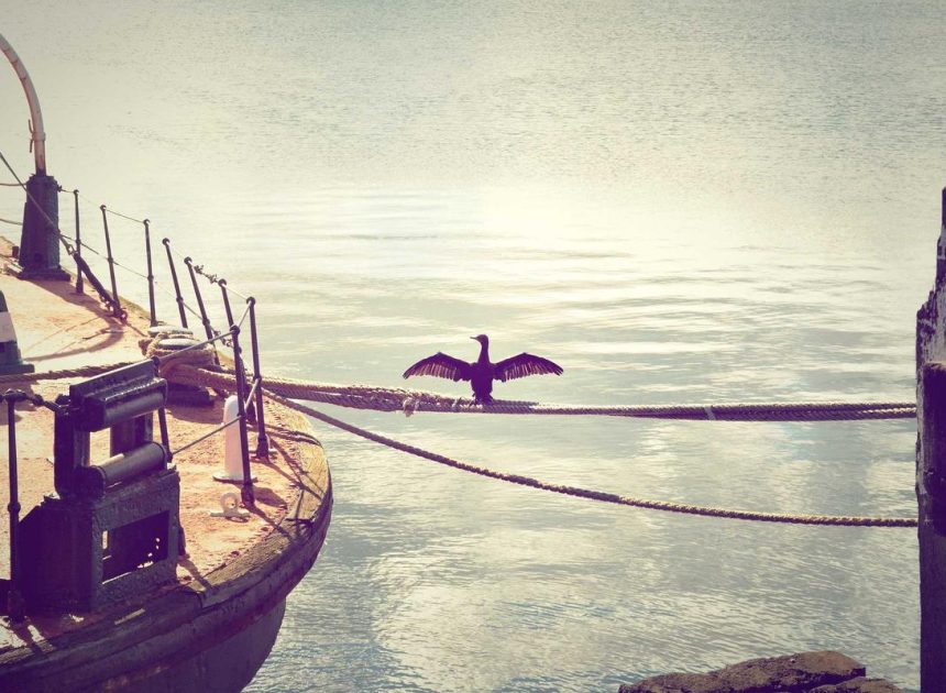 Bocor Alus! Duo HP Baru Motorola Moto G67 & G77 Siap Sikat Game Mobile Budget, Cek Speknya! – IndoGamers