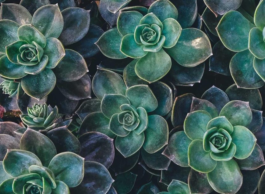 Bocor Alus! Duo HP Baru Motorola Moto G67 & G77 Siap Sikat Game Mobile Budget, Cek Speknya! – IndoGamers