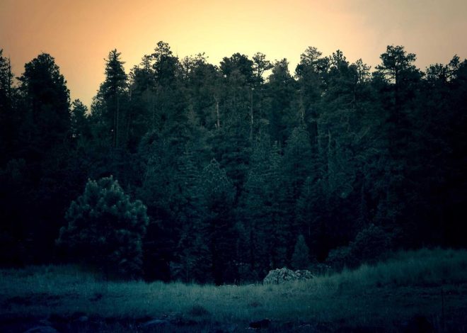 Xiaomi Siapkan Smartphone Budget Redmi A7 Pro