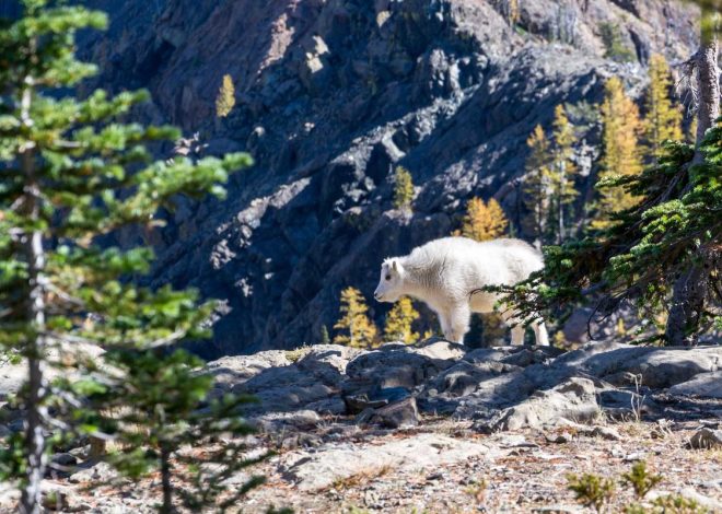 Bocor Alus! Duo HP Baru Motorola Moto G67 & G77 Siap Sikat Game Mobile Budget, Cek Speknya! – IndoGamers