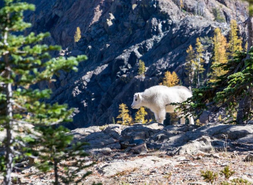 Bocor Alus! Duo HP Baru Motorola Moto G67 & G77 Siap Sikat Game Mobile Budget, Cek Speknya! – IndoGamers