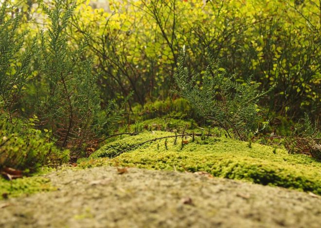 Bocor Alus! Duo HP Baru Motorola Moto G67 & G77 Siap Sikat Game Mobile Budget, Cek Speknya! – IndoGamers