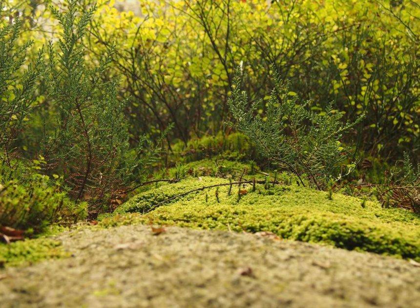 Bocor Alus! Duo HP Baru Motorola Moto G67 & G77 Siap Sikat Game Mobile Budget, Cek Speknya! – IndoGamers