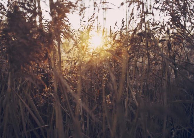 Bocor Alus! Duo HP Baru Motorola Moto G67 & G77 Siap Sikat Game Mobile Budget, Cek Speknya! – IndoGamers