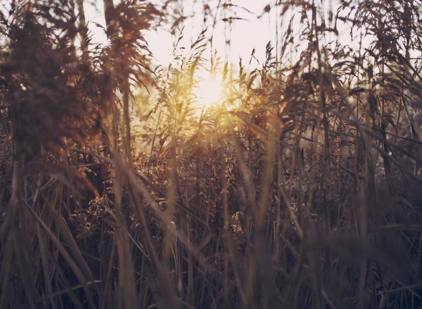 Bocor Alus! Duo HP Baru Motorola Moto G67 & G77 Siap Sikat Game Mobile Budget, Cek Speknya! – IndoGamers