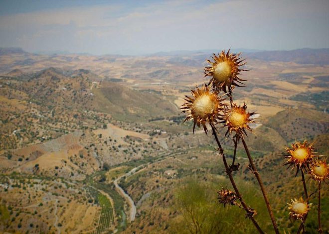 Bocor Alus! Duo HP Baru Motorola Moto G67 & G77 Siap Sikat Game Mobile Budget, Cek Speknya! – IndoGamers