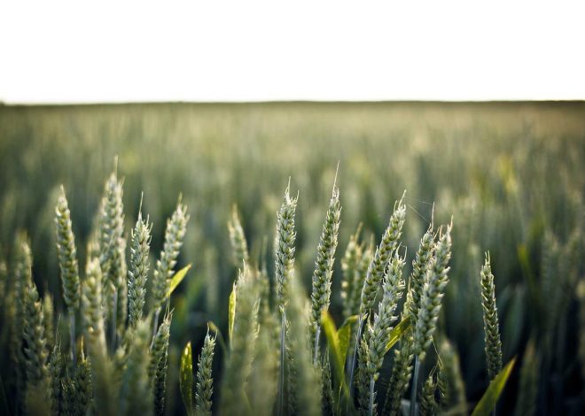 Bocor Alus! Duo HP Baru Motorola Moto G67 & G77 Siap Sikat Game Mobile Budget, Cek Speknya! – IndoGamers