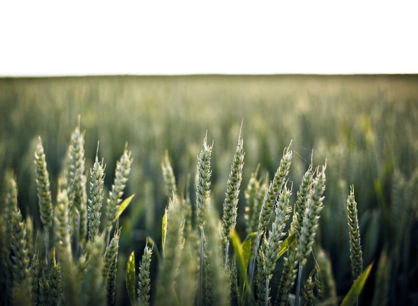 Bocor Alus! Duo HP Baru Motorola Moto G67 & G77 Siap Sikat Game Mobile Budget, Cek Speknya! – IndoGamers