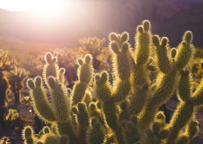 Bocor Alus! Duo HP Baru Motorola Moto G67 & G77 Siap Sikat Game Mobile Budget, Cek Speknya! – IndoGamers