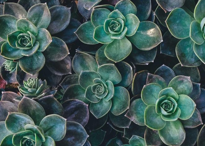 Bocor Alus! Duo HP Baru Motorola Moto G67 & G77 Siap Sikat Game Mobile Budget, Cek Speknya! – IndoGamers