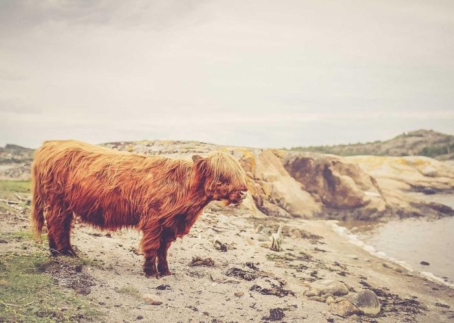 Bocor Alus! Duo HP Baru Motorola Moto G67 & G77 Siap Sikat Game Mobile Budget, Cek Speknya! – IndoGamers