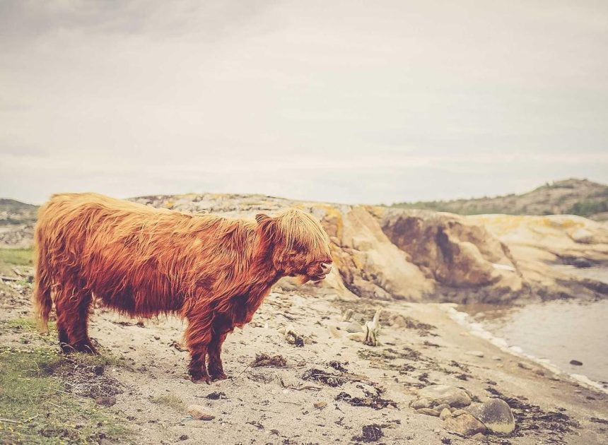 Bocor Alus! Duo HP Baru Motorola Moto G67 & G77 Siap Sikat Game Mobile Budget, Cek Speknya! – IndoGamers