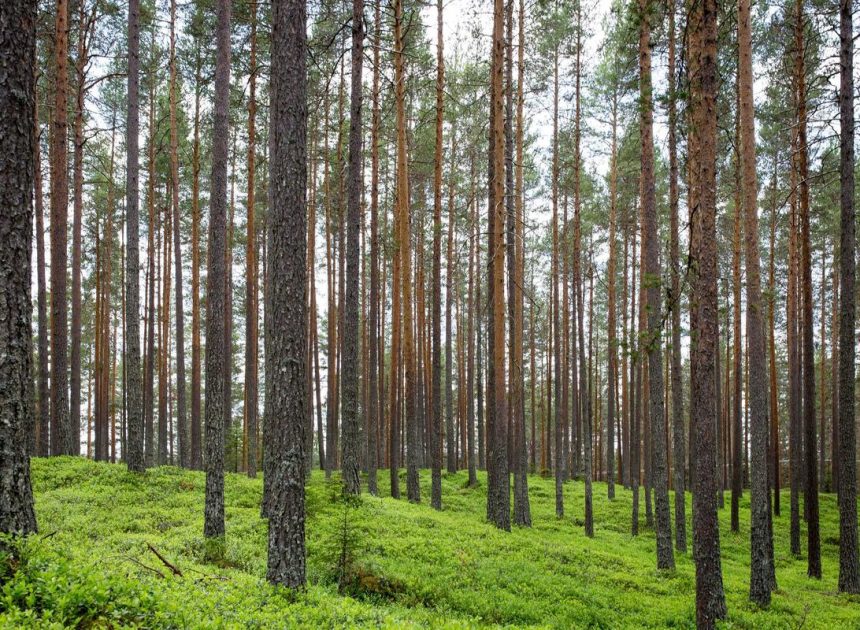 Bocor Alus! Duo HP Baru Motorola Moto G67 & G77 Siap Sikat Game Mobile Budget, Cek Speknya! – IndoGamers