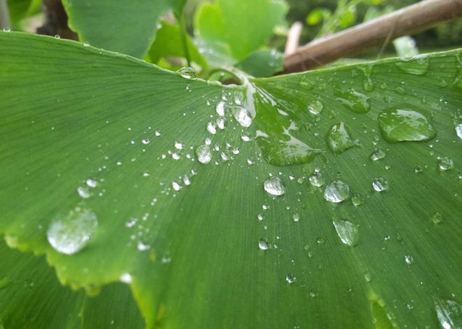 Bocor Alus! Duo HP Baru Motorola Moto G67 & G77 Siap Sikat Game Mobile Budget, Cek Speknya! – IndoGamers