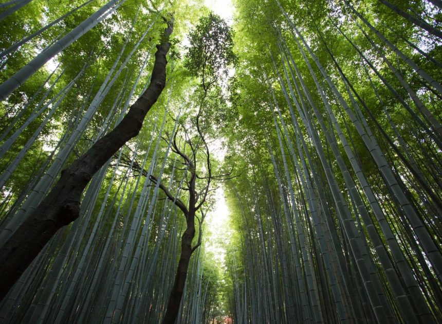 5 HP 5G Terbaru RAM 12 GB, Spek Kencang untuk Budget Rp3 Juta