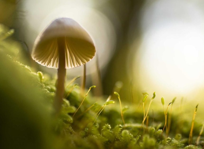 Bocor Alus! Duo HP Baru Motorola Moto G67 & G77 Siap Sikat Game Mobile Budget, Cek Speknya!