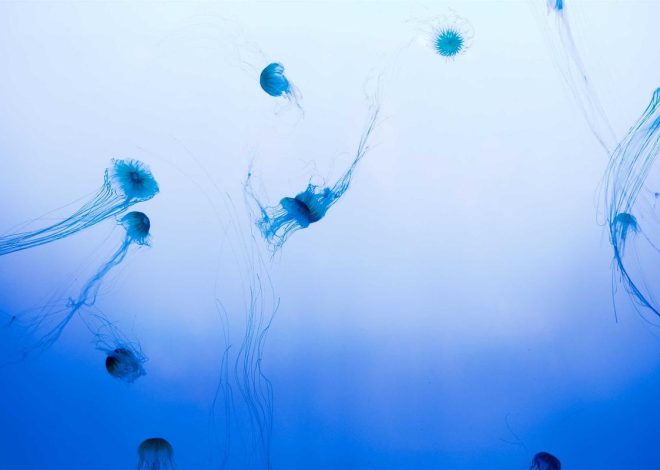 Review Samsung Galaxy S24 FE: Ponsel AI dengan Budget Terjangkau