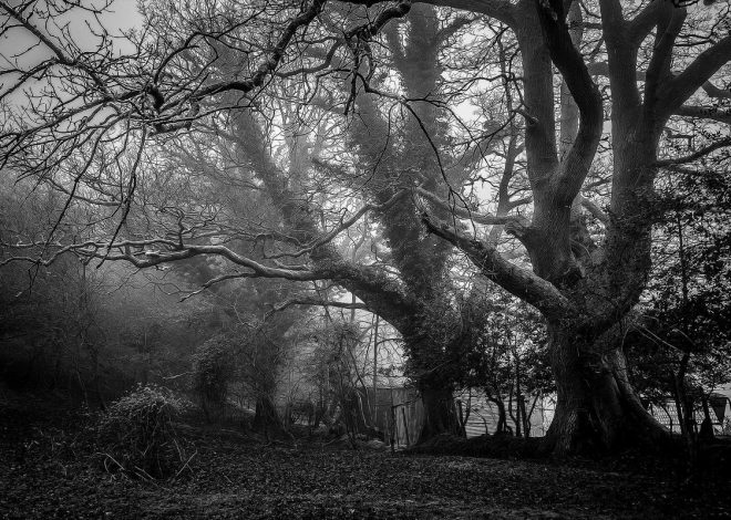 Poco C61 Diperkenalkan, Ponsel Budget dengan SoC Helio G36