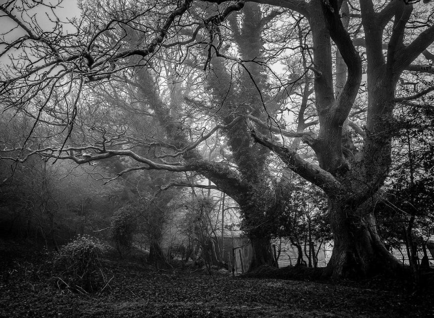 Poco C61 Diperkenalkan, Ponsel Budget dengan SoC Helio G36