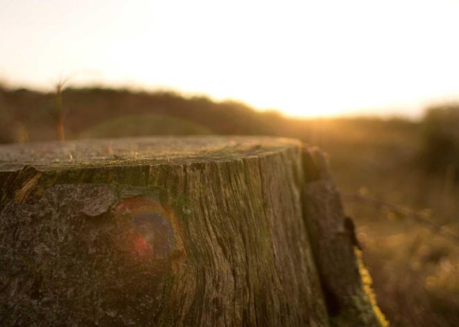 Bocor Alus! Duo HP Baru Motorola Moto G67 & G77 Siap Sikat Game Mobile Budget, Cek Speknya! – IndoGamers