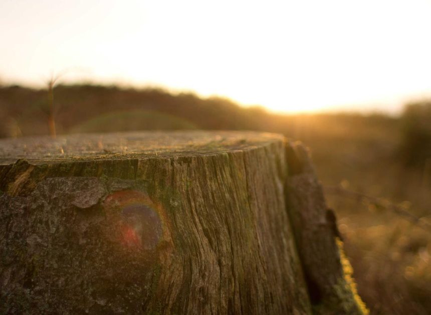 Bocor Alus! Duo HP Baru Motorola Moto G67 & G77 Siap Sikat Game Mobile Budget, Cek Speknya! – IndoGamers