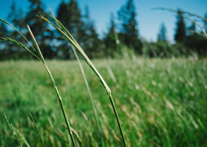 Bocor Alus! Duo HP Baru Motorola Moto G67 & G77 Siap Sikat Game Mobile Budget, Cek Speknya!