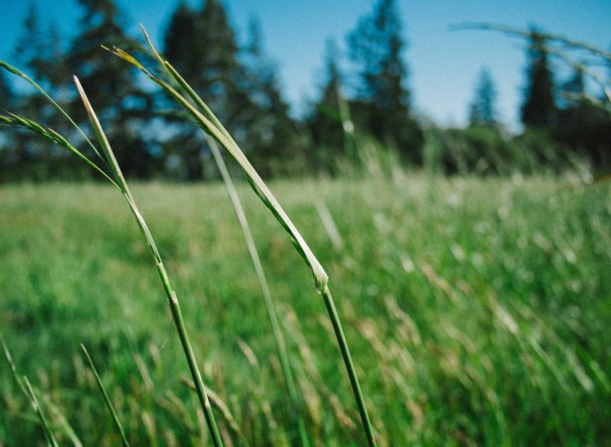 Bocor Alus! Duo HP Baru Motorola Moto G67 & G77 Siap Sikat Game Mobile Budget, Cek Speknya!