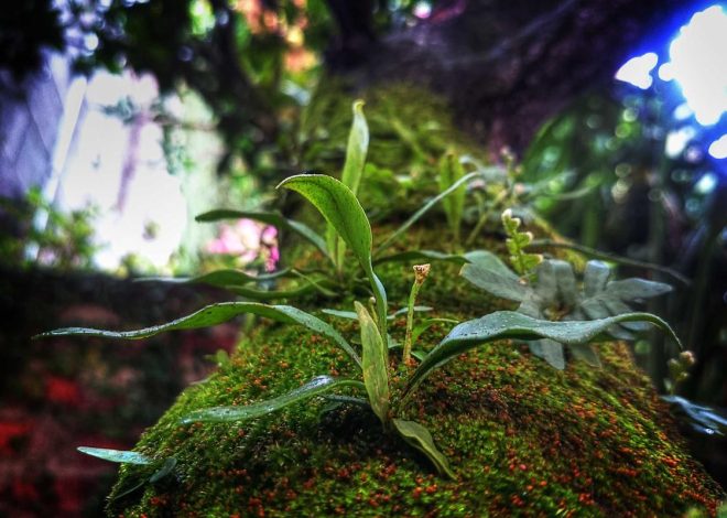 Bocor Alus! Duo HP Baru Motorola Moto G67 & G77 Siap Sikat Game Mobile Budget, Cek Speknya!