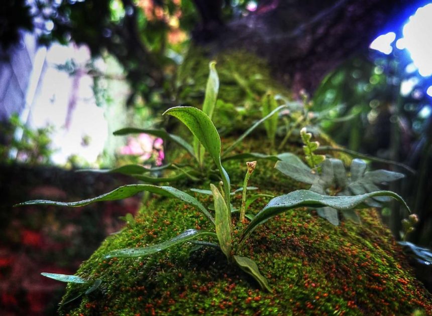 Bocor Alus! Duo HP Baru Motorola Moto G67 & G77 Siap Sikat Game Mobile Budget, Cek Speknya!