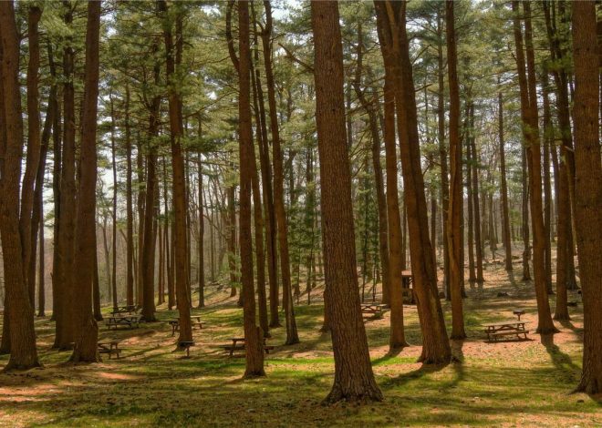 Bocor Alus! Duo HP Baru Motorola Moto G67 & G77 Siap Sikat Game Mobile Budget, Cek Speknya!