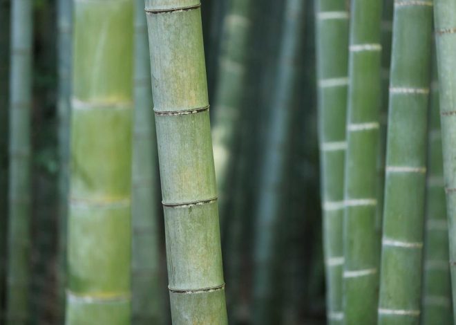 Review Vivo S1 Pro: Smartphone Nyentrik Kamera Ketupat – kumparan.com