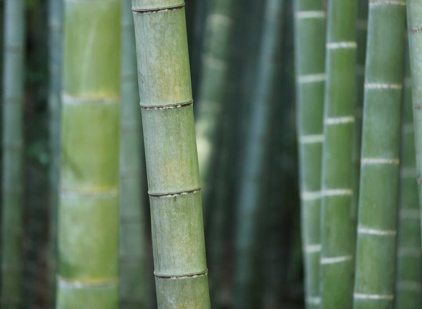 Review Vivo S1 Pro: Smartphone Nyentrik Kamera Ketupat – kumparan.com