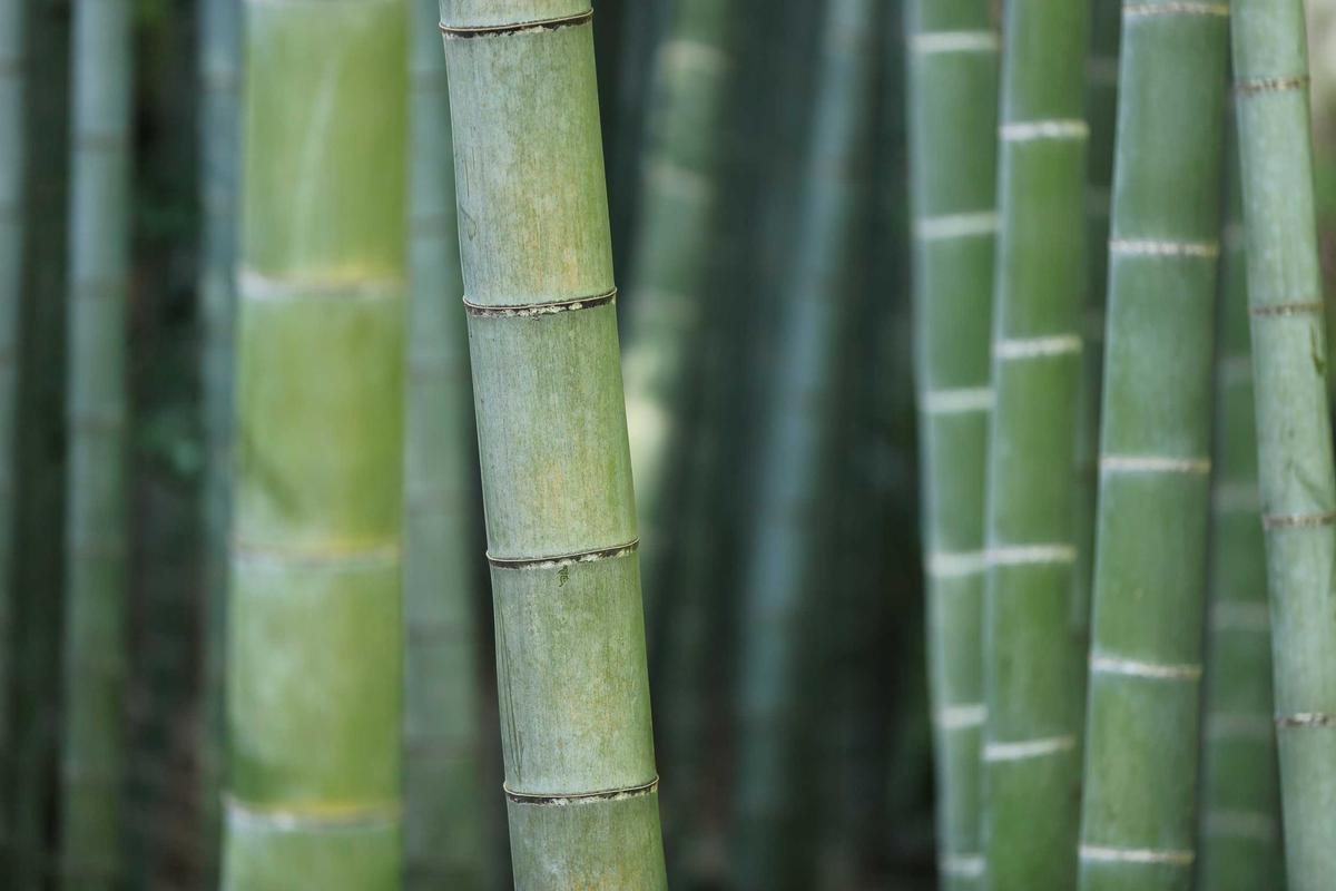 Review Vivo S1 Pro: Smartphone Nyentrik Kamera Ketupat – kumparan.com